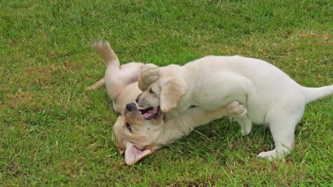 黄色拉布拉多猎犬，在草坪上玩耍的小狗，法国诺曼底，慢动作4K
