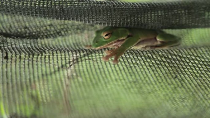 原产于台湾的翡翠绿色树蛙停在一个金属围栏中