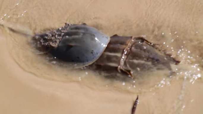 马蹄蟹在墨西哥湾沿岸的沙滩上高潮时交配