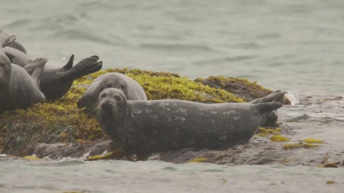 斑海豹 (Phoca vitulina stejnegeri)