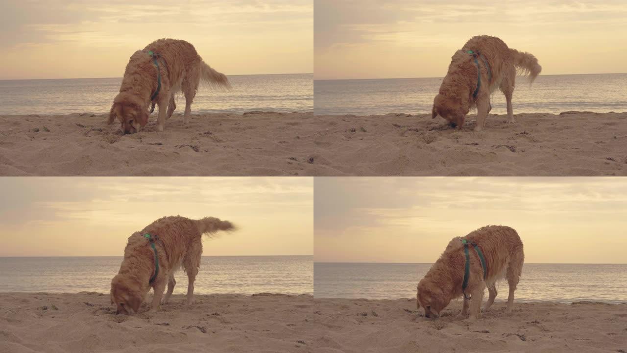 美丽的金毛猎犬狗在沙滩上玩耍