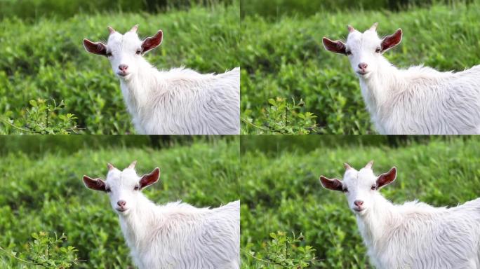 农场里有趣的山羊。成年白山羊在草地上吃草，吃草