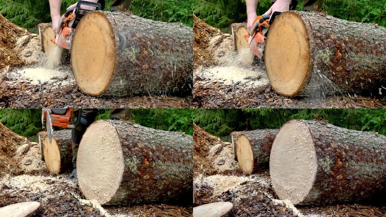 原木树干上的一条小木头