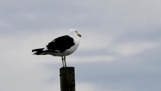 伟大的黑背海鸥，Larus marinus，放松