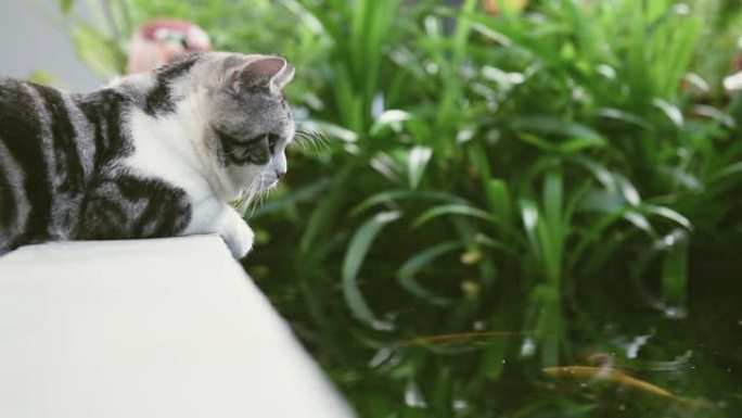 与两只可爱的虎斑猫和花哨的锦鲤鱼的友谊，绿色户外游泳池