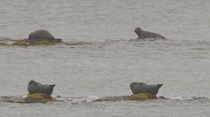 斑海豹 (Phoca vitulina stejnegeri)