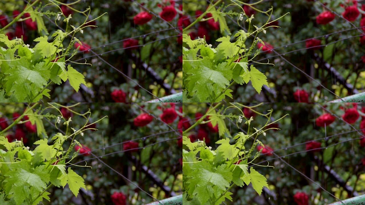春雨中的新鲜绿色葡萄藤-背景中的红玫瑰丛