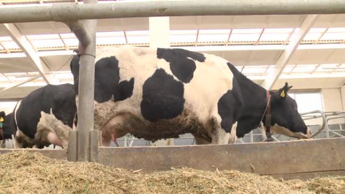 饲喂站谷仓里的奶牛，地上有干草。一头牛饶有兴趣地看着你。去除牛奶和其他乳制品以及动物牵引带。许多奶牛