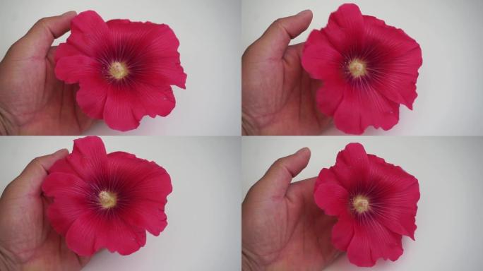 医用芙蓉花品种，锦葵科，白色，粉红色和红色芙蓉花，
