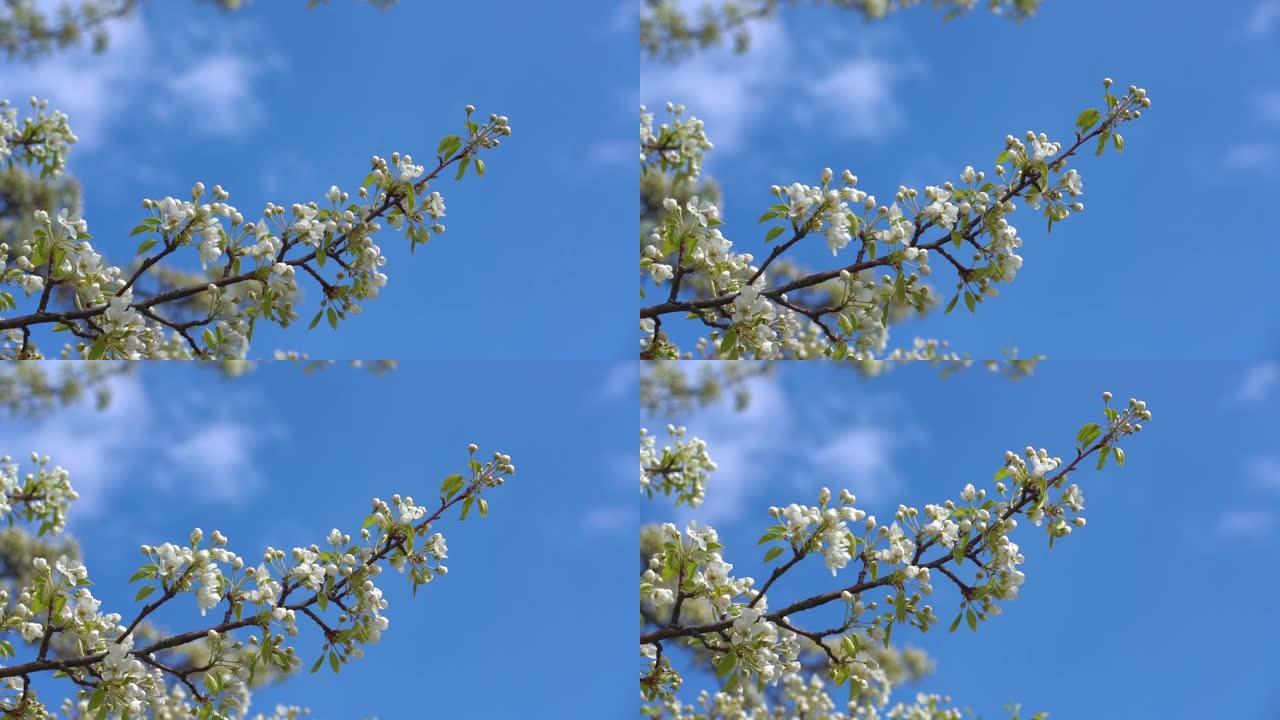 一棵盛开的苹果树的树枝，在蓝天上飘着春风。
