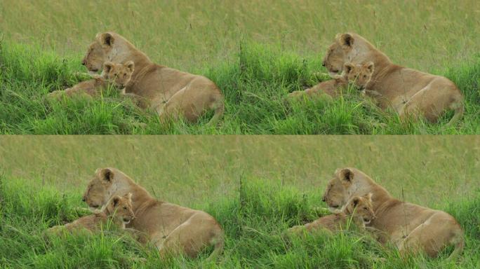 母狮与幼崽休息