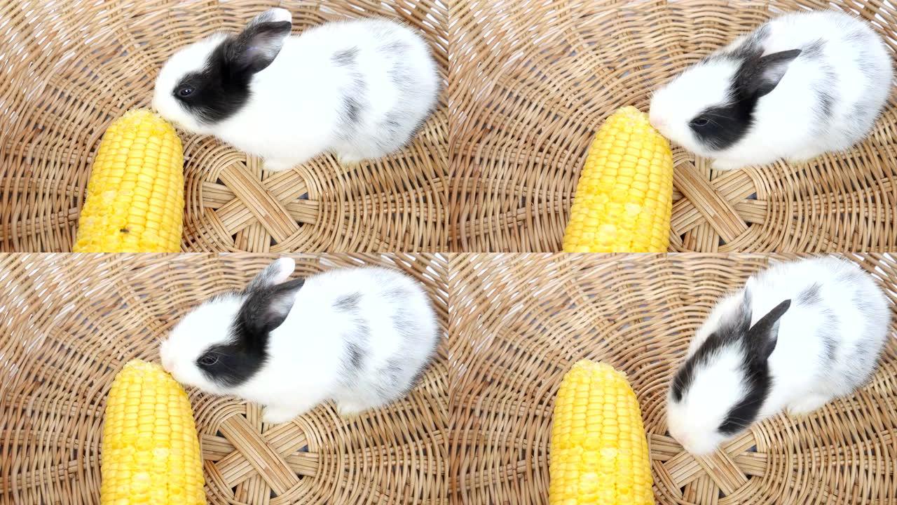 小兔子在藤制篮子里吃玉米