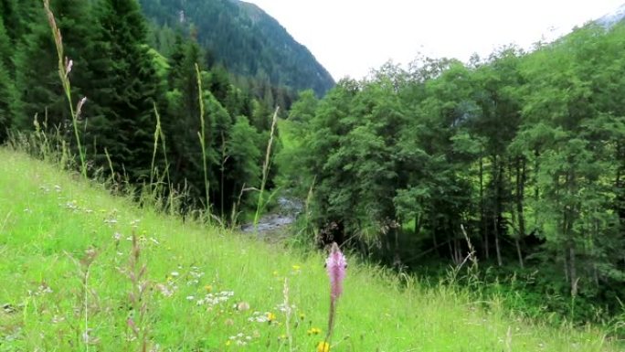 在奥地利阿尔卑斯山的一条山溪上的草地上开花。齐勒塔尔山谷。