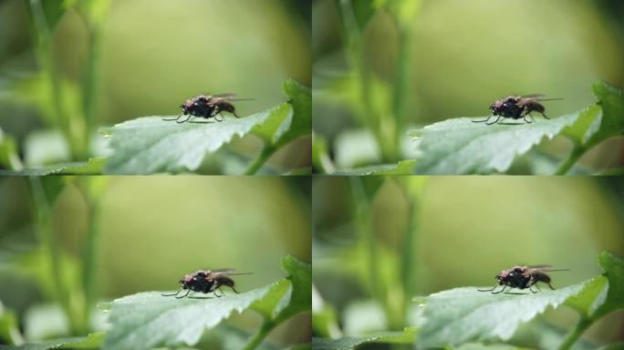 一只苍蝇坐在绿草的叶子上，洗