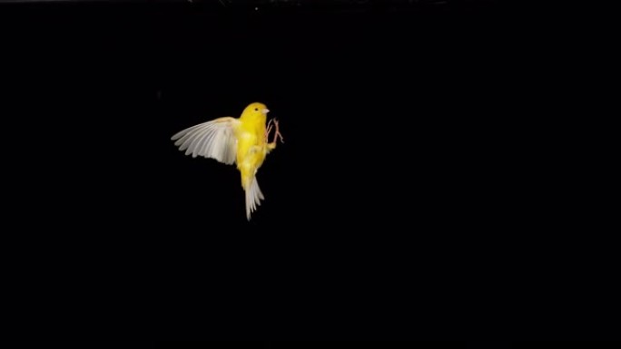 黄色金丝雀，加那利群岛，黑色背景下的成人飞行，慢动作4K