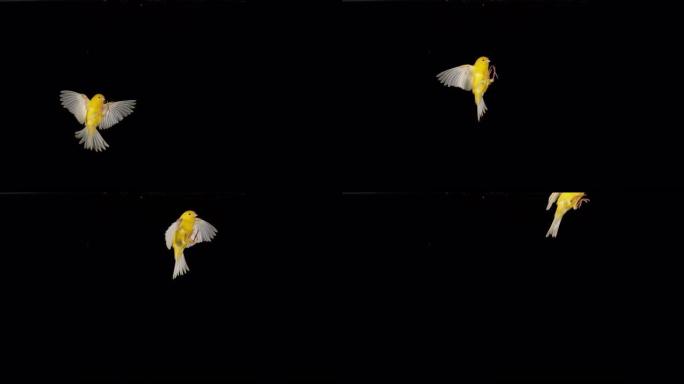 黄色金丝雀，加那利群岛，黑色背景下的成人飞行，慢动作4K