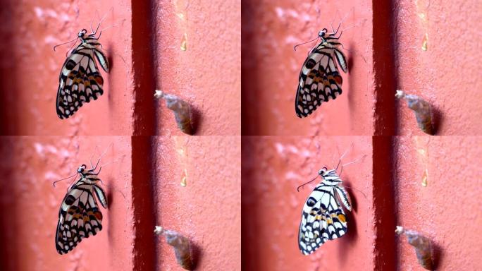 从橘色壁上的蛹或茧中冒出来的帝王蝶蛹。