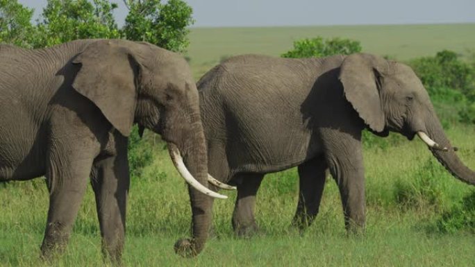 两只大象边走边吃
