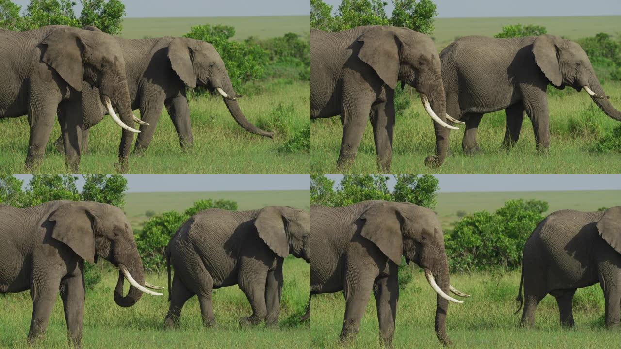 两只大象边走边吃