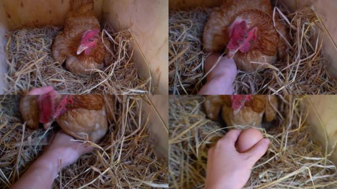 观点手在鸡舍里捡鸡蛋