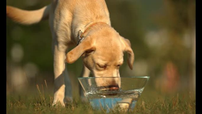 拉布拉多犬从碗里喝水，超慢动作