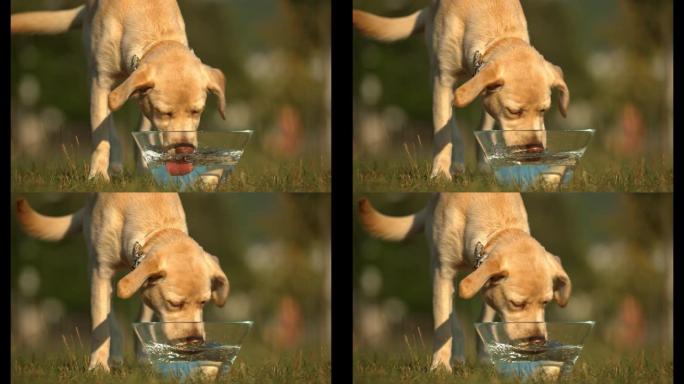 拉布拉多犬从碗里喝水，超慢动作