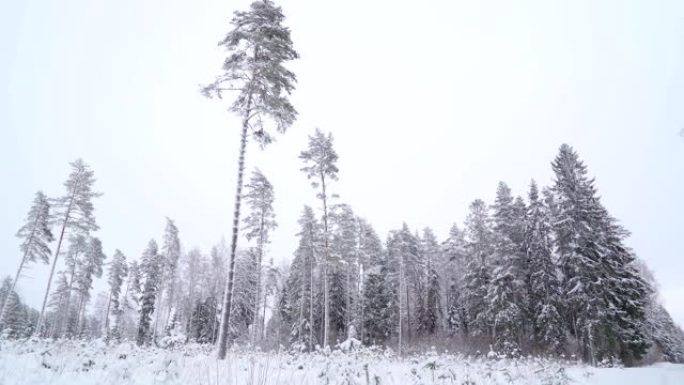 森林里正在倾盆雪雨