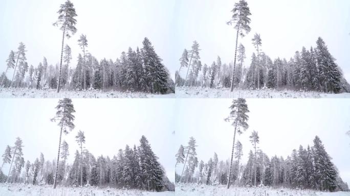 森林里正在倾盆雪雨