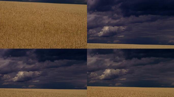 麦田。麦黄的田野在黑暗的天空下。