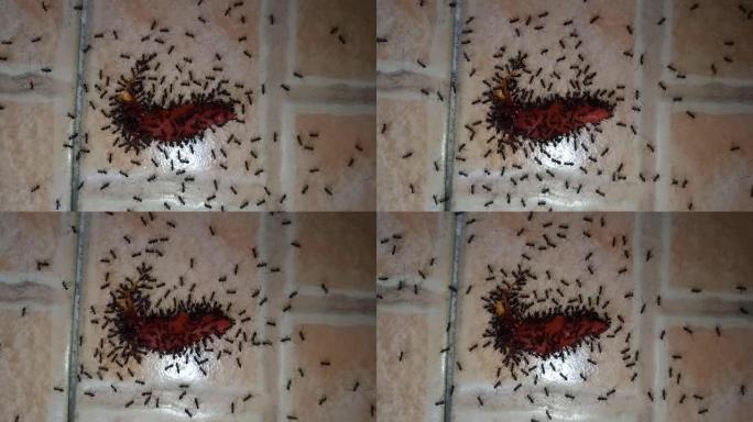 黑蚂蚁正在吃杂物