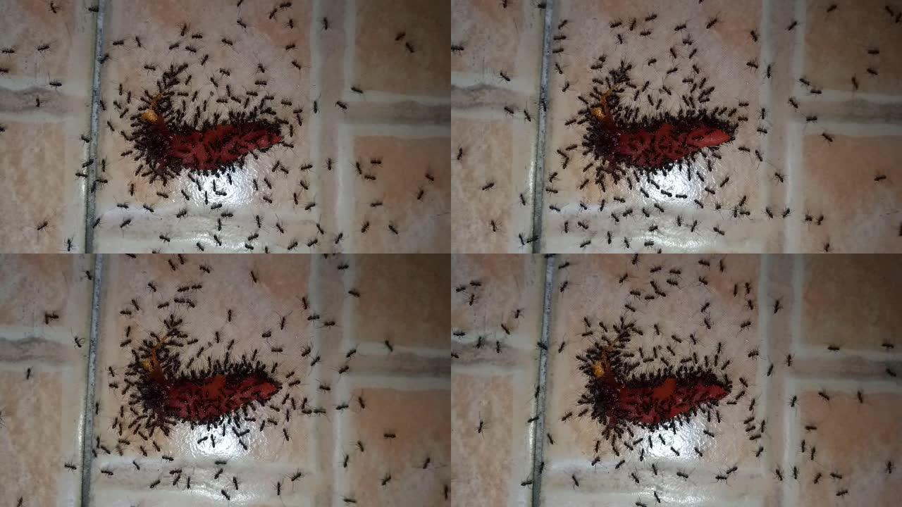 黑蚂蚁正在吃杂物