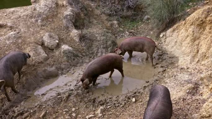 4K，黑伊比利亚猪放下泥塘田。猪玩厚厚的肮脏的粘土