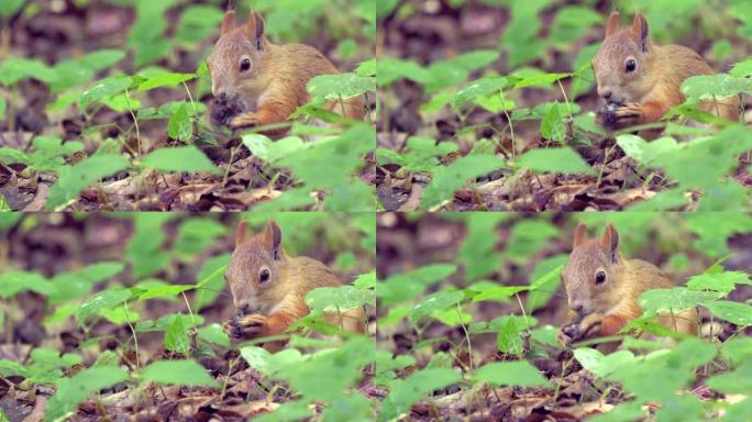 尾巴浓密的红毛松鼠在森林里的地面上行走，寻找食物并吃掉它。