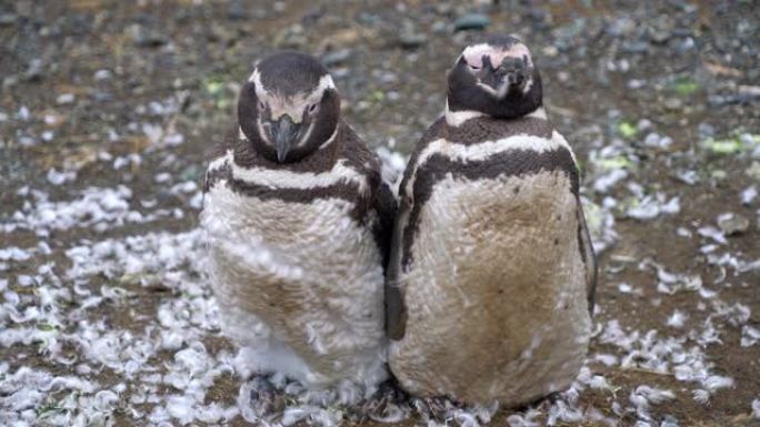 年轻的麦哲伦企鹅仍在脱落羽毛