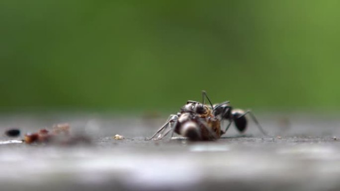 宏观慢动作小组蚂蚁在野生森林中攻击和食用毛虫