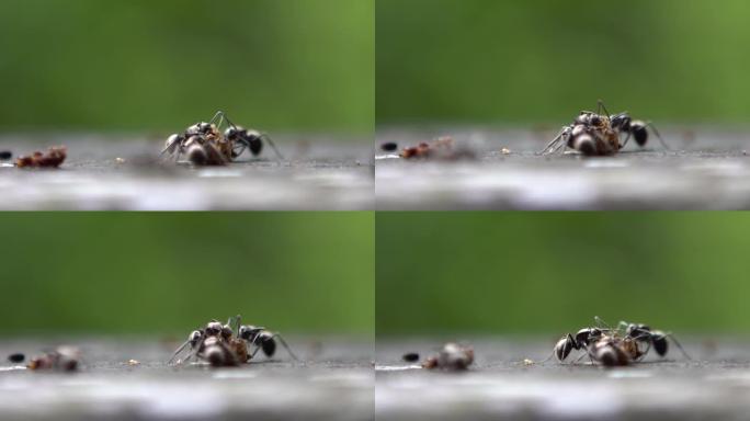 宏观慢动作小组蚂蚁在野生森林中攻击和食用毛虫