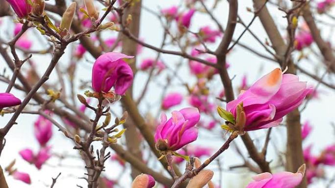 粉色木兰花花公园高清镜头没人