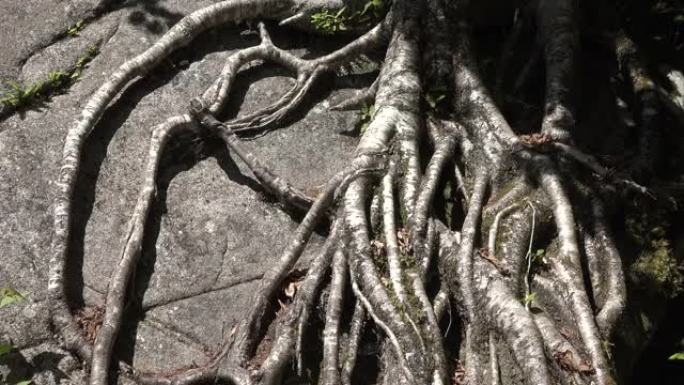 树根缠绕在一块大石头上。