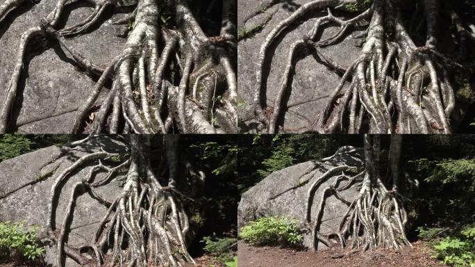 树根缠绕在一块大石头上。