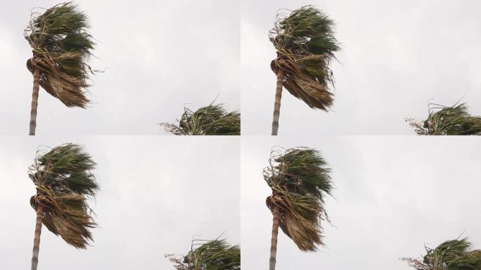 风暴中强风下的棕榈树