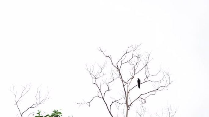 树上的黑乌鸦。
