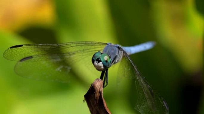 宏观蓝蜻蜓飞离植物