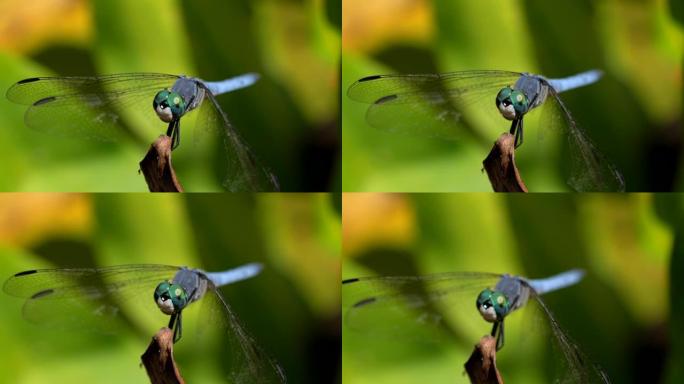 宏观蓝蜻蜓飞离植物