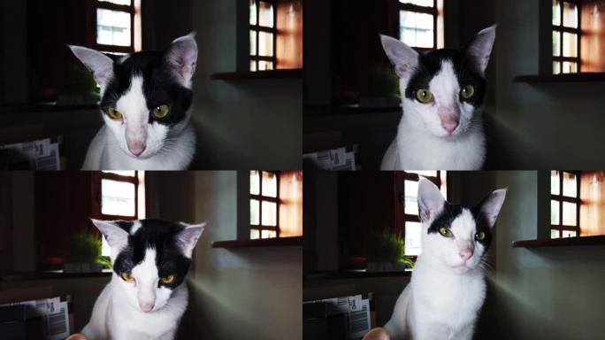 猫的4k镜头