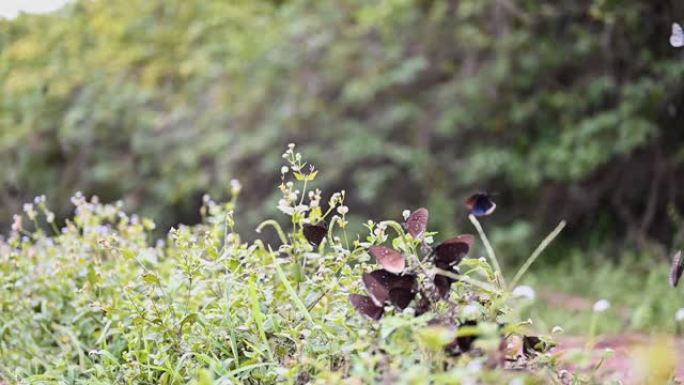 黑蝴蝶虫群飞岛到花园花丛