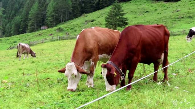 草地上的棕色白牛群。维默塔尔山谷奥地利蒂罗尔的农田。