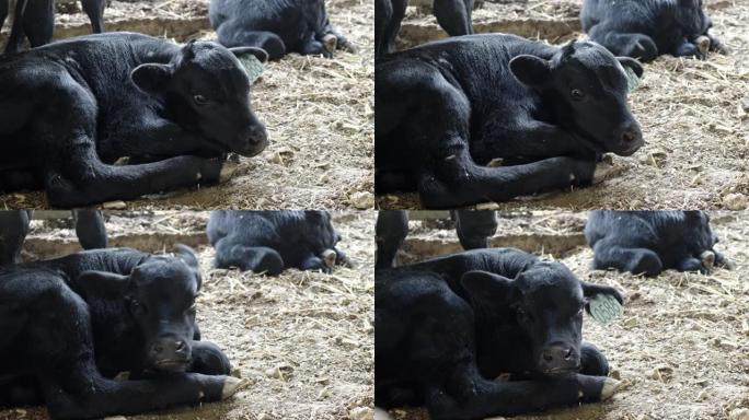 关闭农场黑色安格斯相机中的小牛头