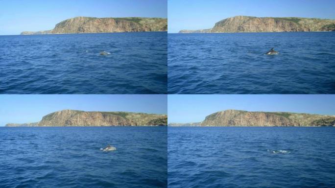 几只旋转海豚快速游泳，海豚，跳出水面，狩猎金枪鱼。美丽而聪明的海洋动物在晨猎中追逐鱼类。侧视图。慢动