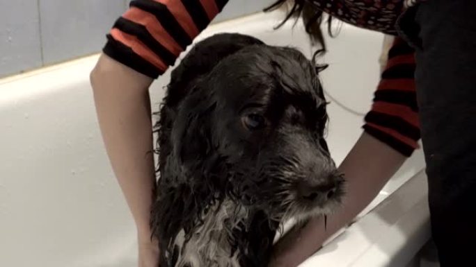 女人在白色浴缸里洗干净后擦拭毛巾黑白狗。动物护理。善的概念。闭嘴。4K。