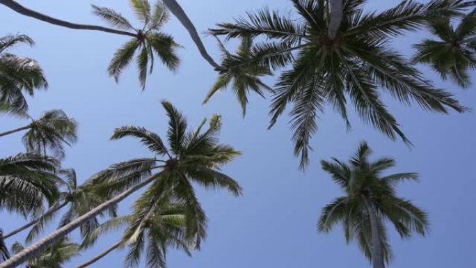 棕榈树在风中翩翩起舞。
